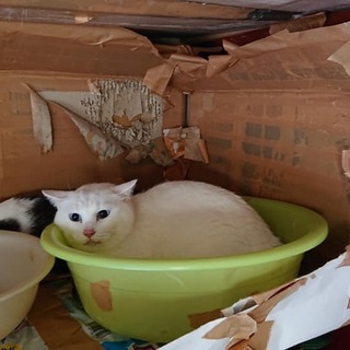 しろねこ