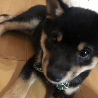 ポム