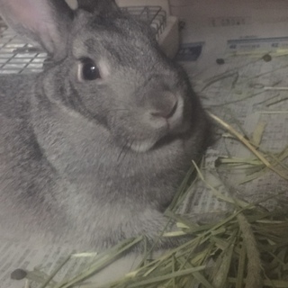 モコちゃんを可愛がってくれる方