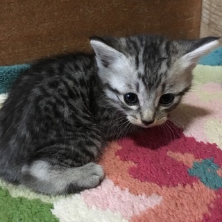 茶トラ、黒トラ、サバトラグレーの５匹の兄弟