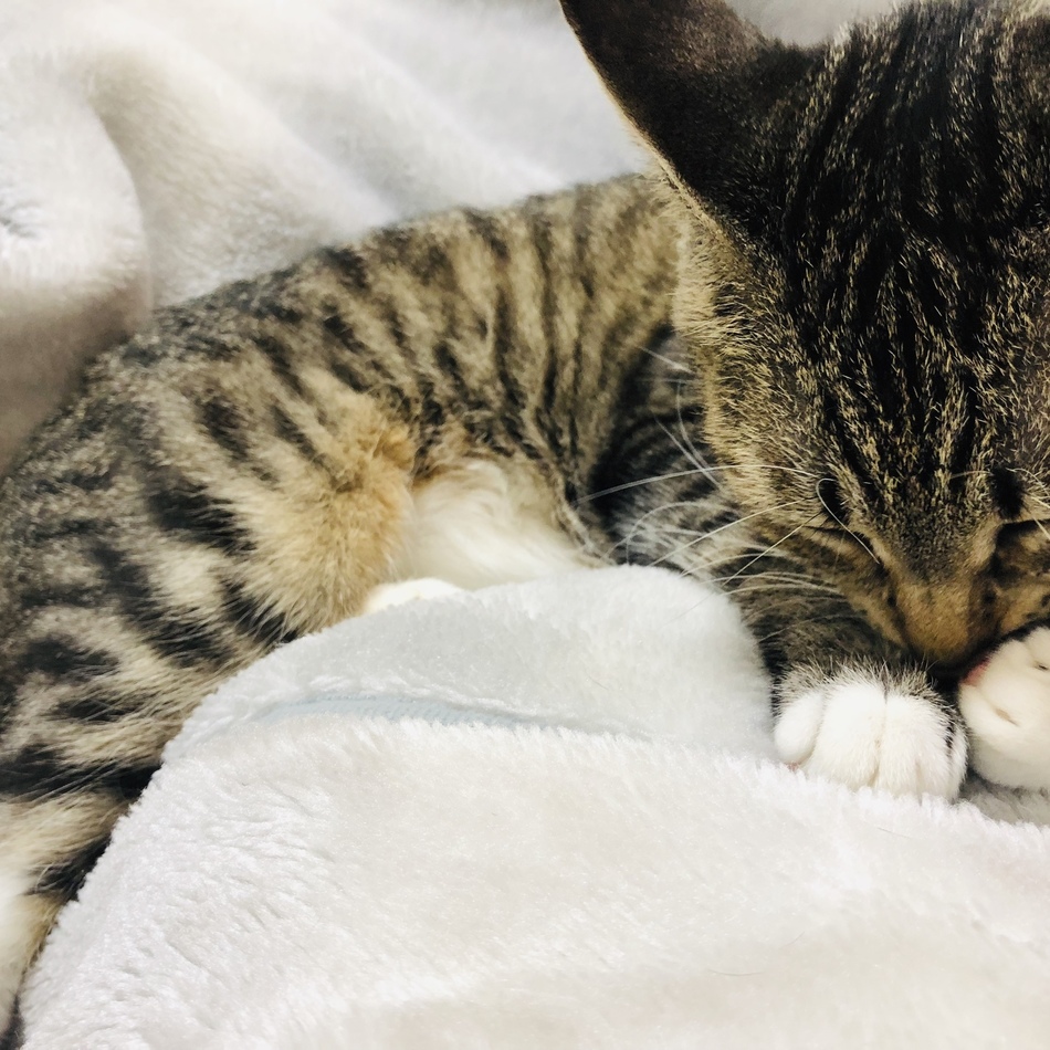 kiwiのカバー写真