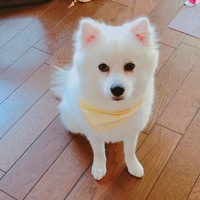 ノエル