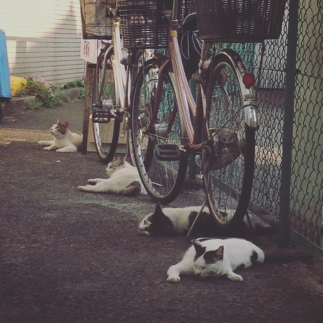 メロネロのカバー写真