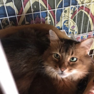 子供が産まれたからと捨てられたソマリ@8歳