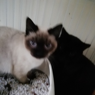 多頭飼育崩壊からの保護猫、シャム