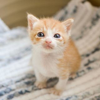 【C】茶白の男の子