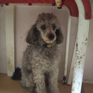 トイプードルの男の子