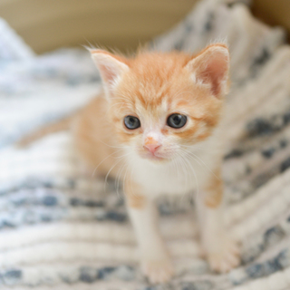 【B】茶白の女の子