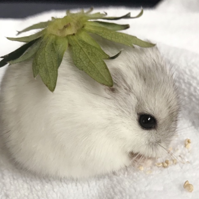 yume。のカバー写真