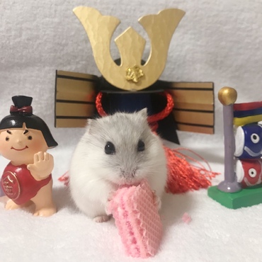 子供の日