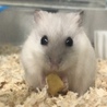 こめ