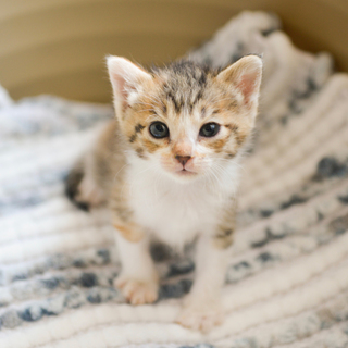 【D】三毛の女の子