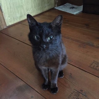 いつでもどこでも誰にでも♡ゴロゴロ癒しの黒猫くん