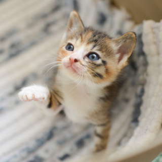 【E】三毛の女の子