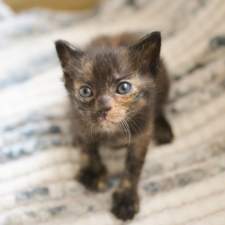 【F】サビの女の子