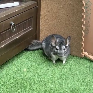 グレーのチンチラ里親募集※問合わせ複数のため停止中