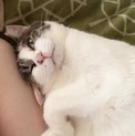 人も猫も大好き！甘えん坊な三毛猫ぼたん