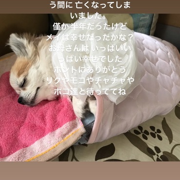 2019/5/26 GMEにて死亡