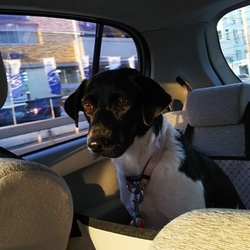 みゆきの里親になって思うこと