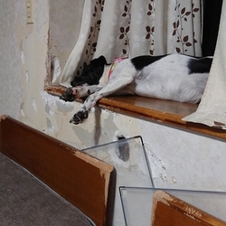 「みゆきの里親になって思うこと」サムネイル2