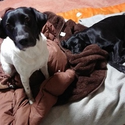 「みゆきの里親になって思うこと」サムネイル3