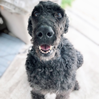 大きな体でとても甘えん坊な、スタンダードプードル！