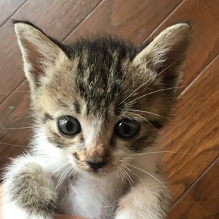 里親さん決まりました。ありがとうございました。