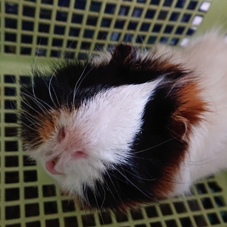 モルモットの里親さん決定しました！