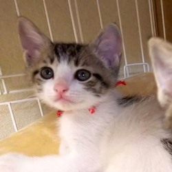 ＊子猫〜中猫譲渡会＊一時預かりボランティアさん募集説明会