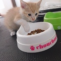 メスの元気な子猫
