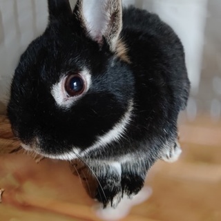 ネザーランドドワーフとミニウサギの大人の男の子