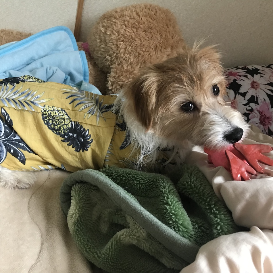 路々丸のカバー写真