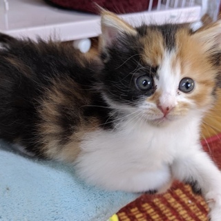 長毛のふわふわミケちゃん