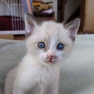 シャム系の目がブルー仔猫
