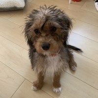 ぴの