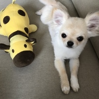 ブラン