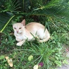 ねこねっく