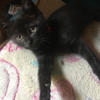 元気で甘えん坊な黒猫の子猫