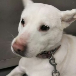 白く優雅な男子、大人しい、まこと君