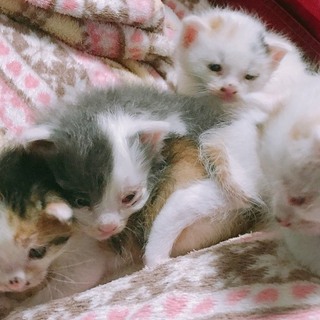 三毛猫の仔猫ちゃん里親募集！