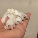 キンカチョウの雛