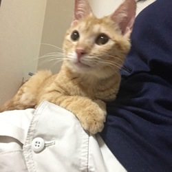 こんにちは、アッちゃん