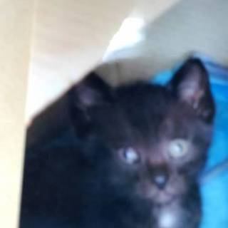 黒猫　男の子、里親募集中!!