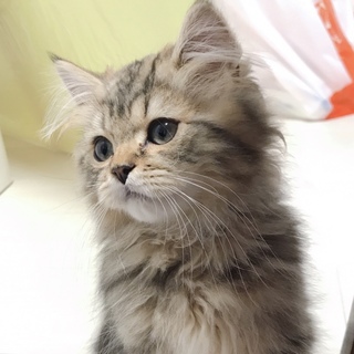 元気なサイベリアン♂3ヶ月