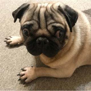 目が合えばしっぽフリフリ！とて君