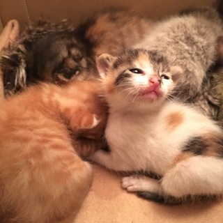 生後2週間ほどの子猫の里親さん募集