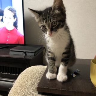 都内から2ヶ月の男の子。