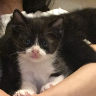 かわいぃ子猫ちゃん三兄弟