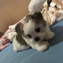MIX犬 男の子 2ヶ月