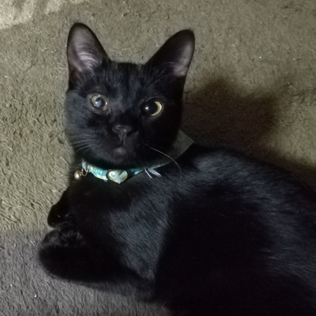 いのだのカバー写真